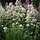 Witte Valeriaan - Centranthus ruber 'Albus'