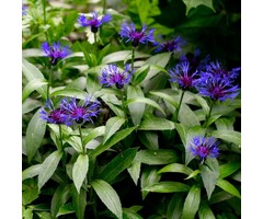 Bergkorenbloem - Centaurea montana