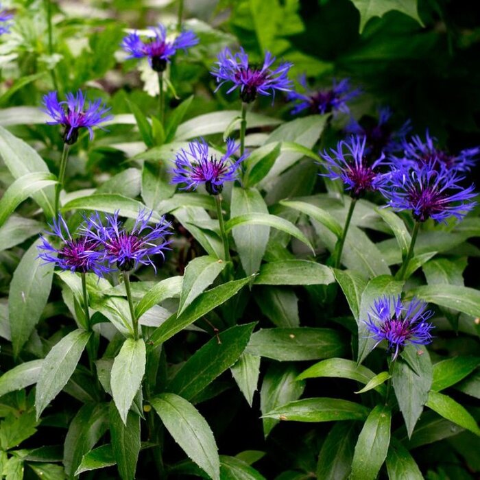 Bergkorenbloem - Centaurea montana