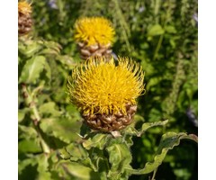 Korenbloem - Centaurea macrocephala