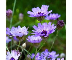 Blauwe strobloem - Catananche caerulea