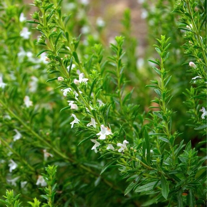 Winterbonenkruid - Satureja montana