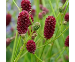 Pimpernel - Sanguisorba minor