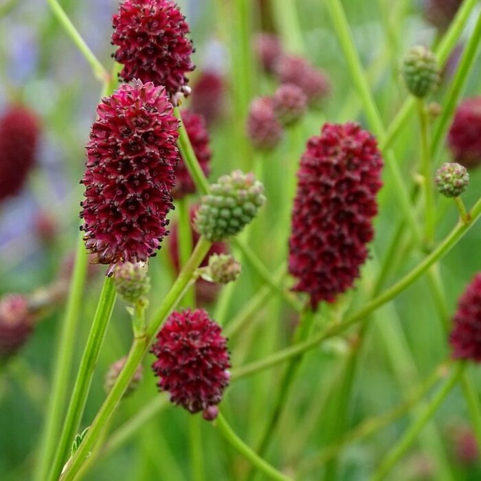 Pimpernel - Sanguisorba minor