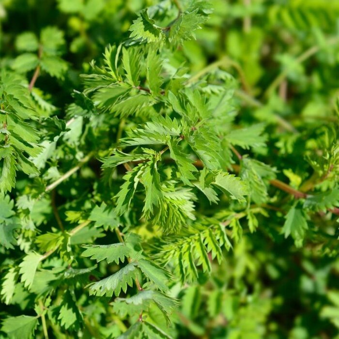 Pimpernel - Sanguisorba minor