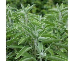 Salie - Salvia officinalis