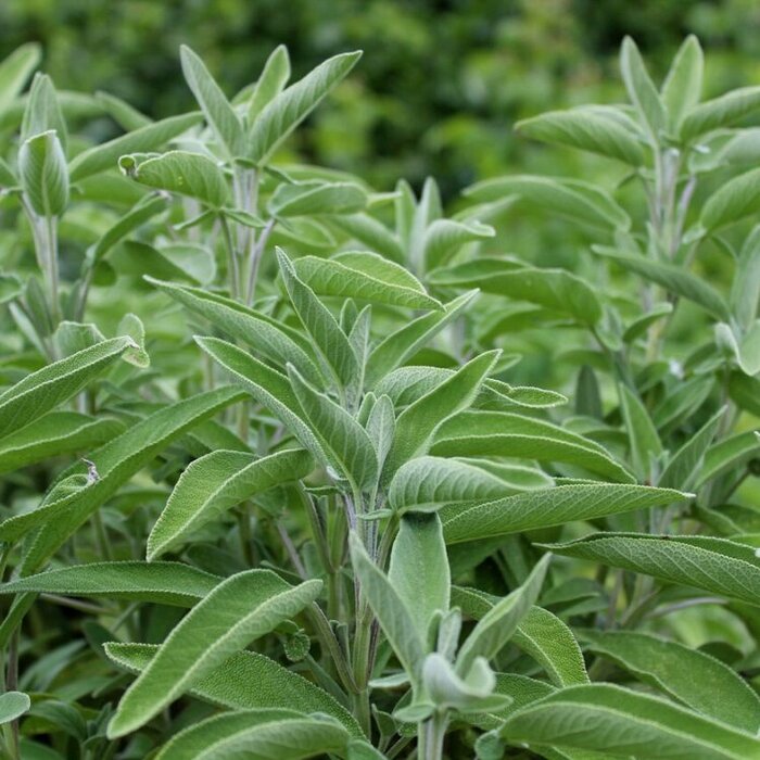 Salie - Salvia officinalis