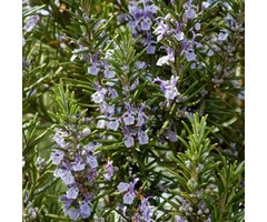 Rosemarijn - Rosmarinus officinalis