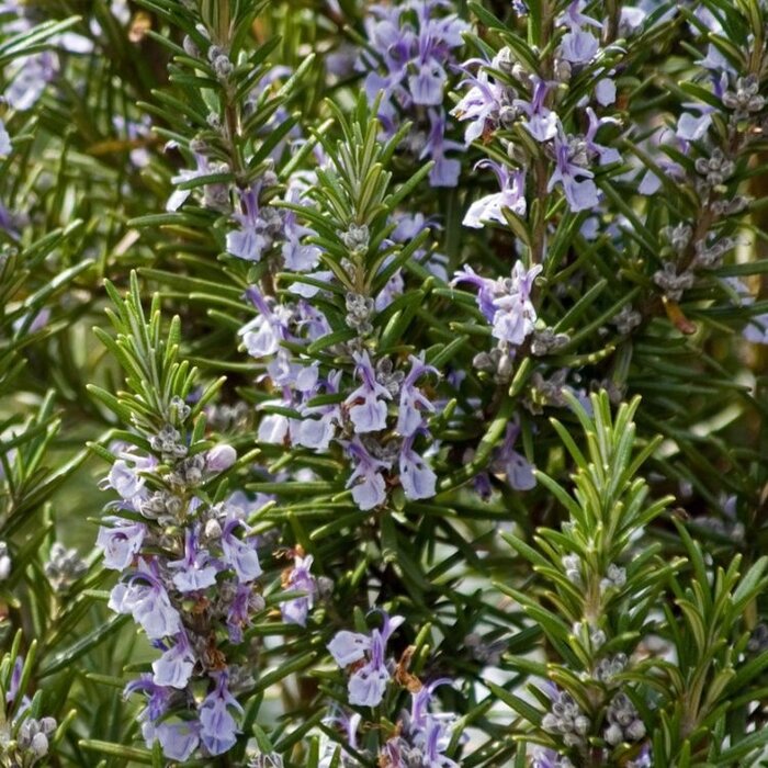 Rosemarijn - Rosmarinus officinalis