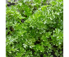 Peterselie - Petroselium crisoum