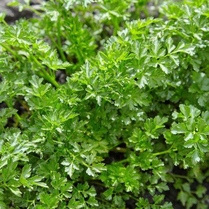 Peterselie - Petroselium crisoum