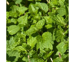 Pepermunt - Mentha x piperita