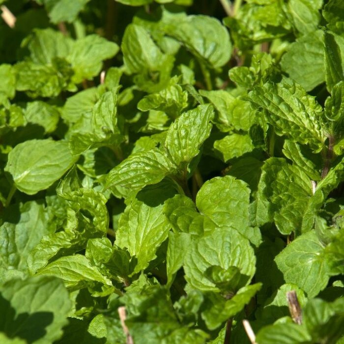 Pepermunt - Mentha x piperita