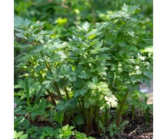 Lavas - Levisticum officinalis