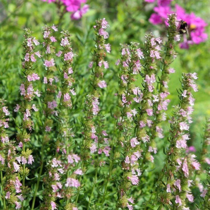 Hyssop - Hyssopus officinalis 'Roseus'