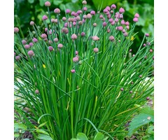 Bieslook - Allium schoenoprasum