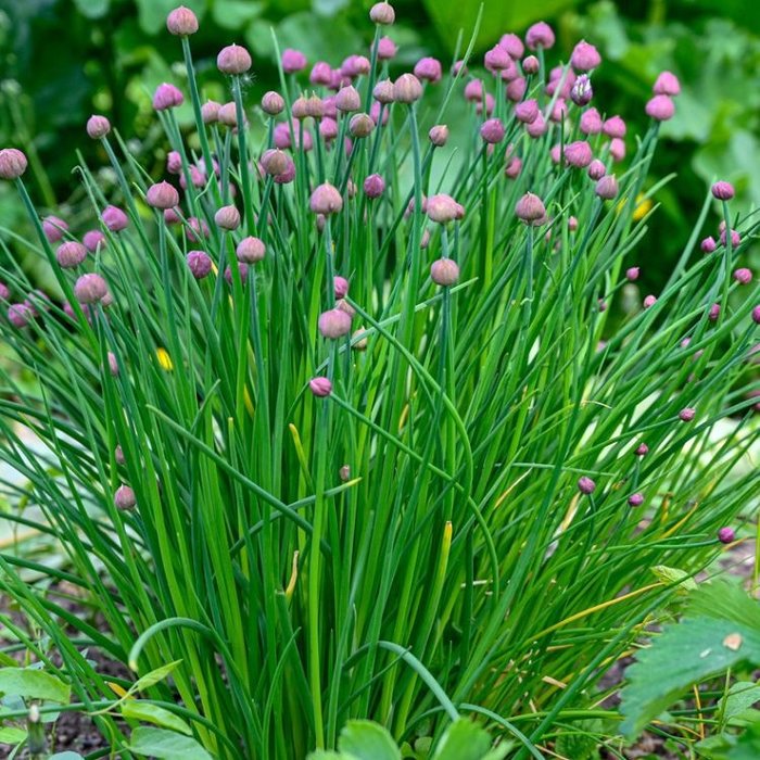 Bieslook - Allium schoenoprasum
