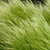 Vedergras - Stipa tenuissima 'Ponytails'