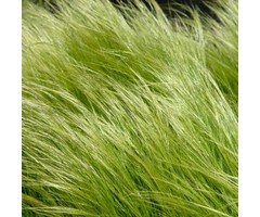 Vedergras - Stipa tenuissima 'Ponytails'