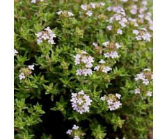 Echte tijm - Thymus vulgaris