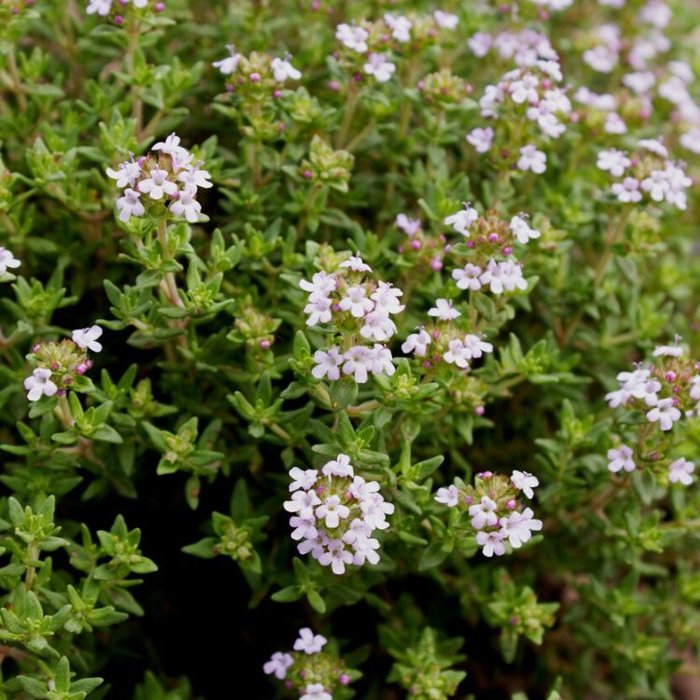 Echte tijm - Thymus vulgaris