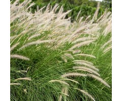Lampenpoetsersgras - Pennisetum alopecuroides 'Hameln'