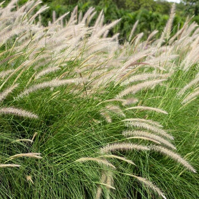 Lampenpoetsersgras - Pennisetum alopecuroides 'Hameln'
