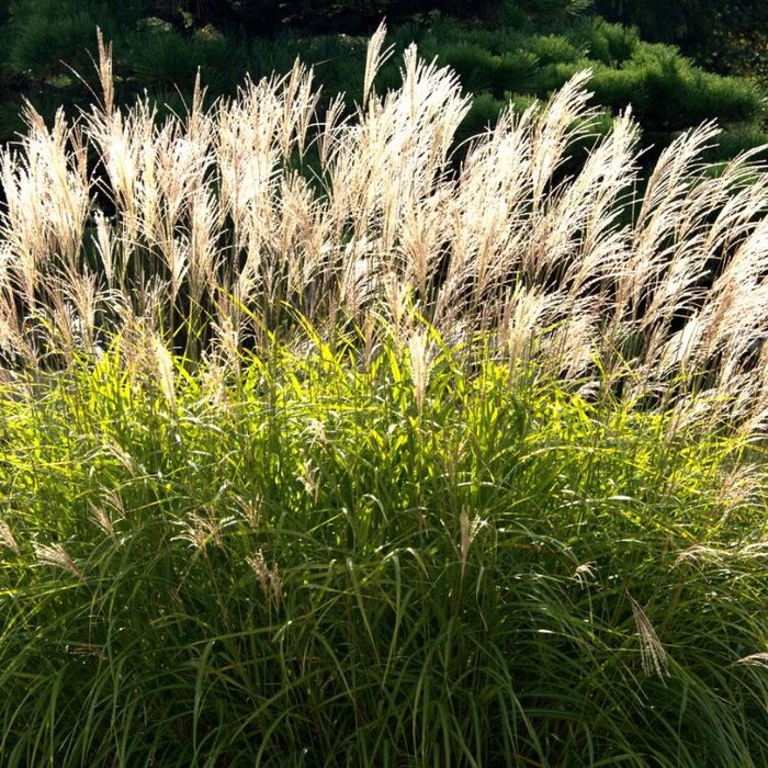 Olifantengras - Miscanthus sinensis 'Kleine Silberspinne'