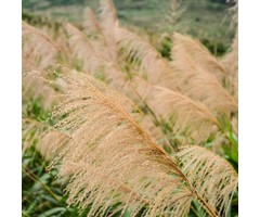 Olifantengras - Miscanthus sinensis 'Gracillimus'