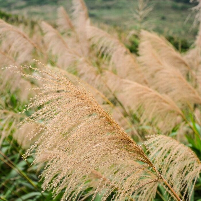Olifantengras - Miscanthus sinensis 'Gracillimus'