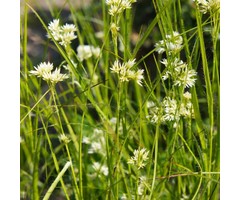Veldbies - Luzula nivea