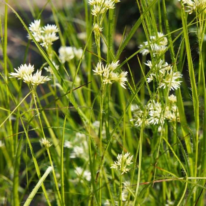 Veldbies - Luzula nivea