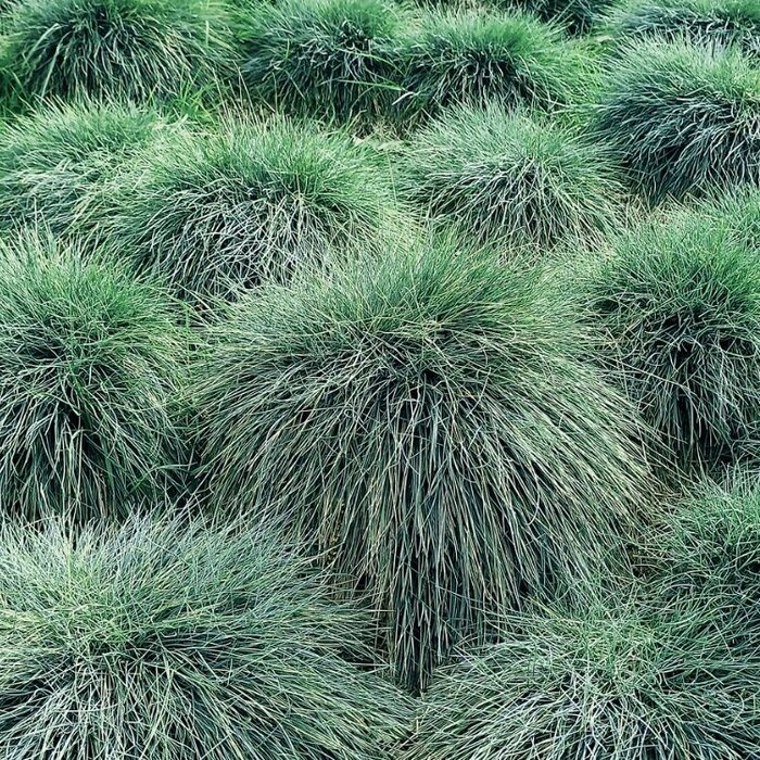 Zwenkgras - Festuca glauca