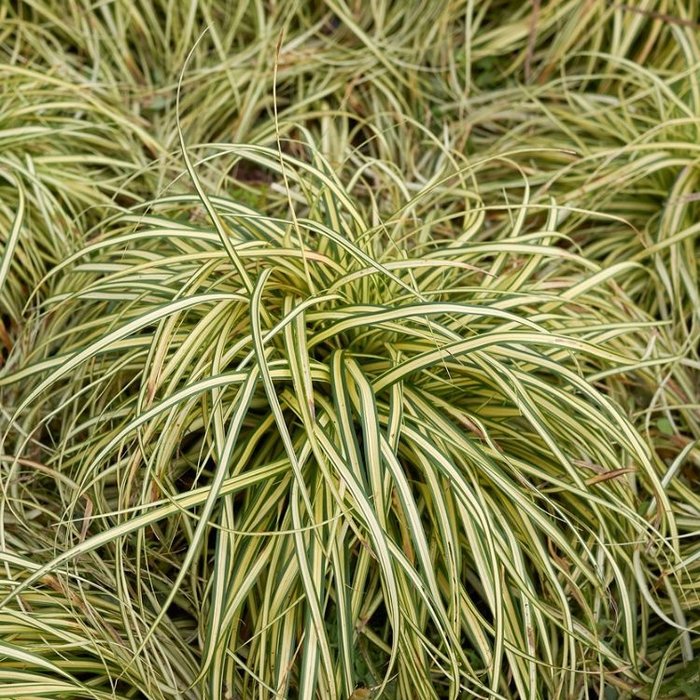 Zegge - Carex oshimensis 'Evergold'