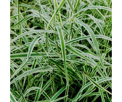 Zegge - Carex morrowii 'Variegata'