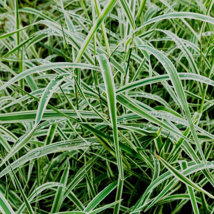 Zegge - Carex morrowii 'Variegata'