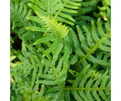 Eikvaren - Polypodium vulgare