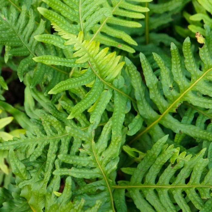 Eikvaren - Polypodium vulgare