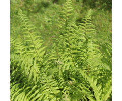 Koningsvaren - Osmunda regalis