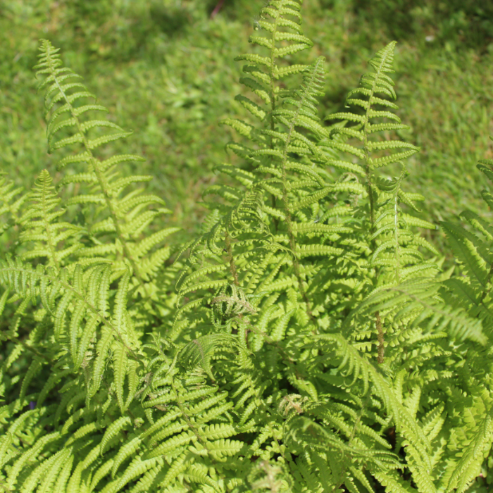 Koningsvaren - Osmunda regalis