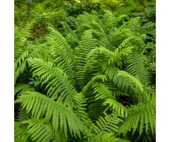 Bekervaren - Matteucia struthiopteris