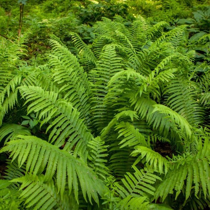 Bekervaren - Matteuccia struthiopteris