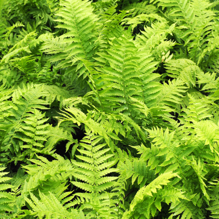 Mannetjesvaren - Dryopteris filix-mas