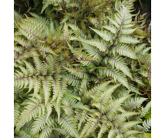 Japanse regenboogvaren - Athyrium niponicum 'Metallicum'
