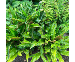 Tongvaren - Asplenium scolopendrium