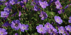 Ooievaarsbek (Geranium)