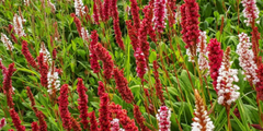 Duizendknoop (Persicaria)