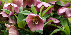 Kerstroos (Helleborus)