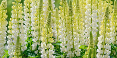 Lupine (Lupinus)