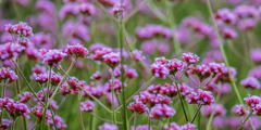 IJzerhard (Verbena)